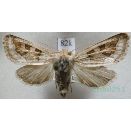 Episema glaucina (Esper, 1789) female Czech82k